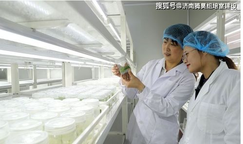 生姜組培苗工廠化生產技術及核心儀器設備清單